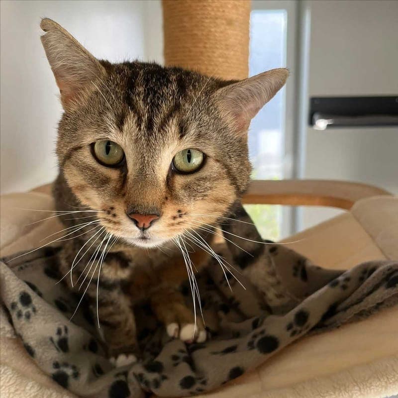 BABO - Katze zur Adoption aus Tierheim München