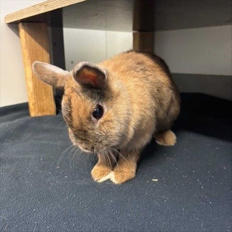 BARA - Kleintier zur Adoption aus Tierheim München