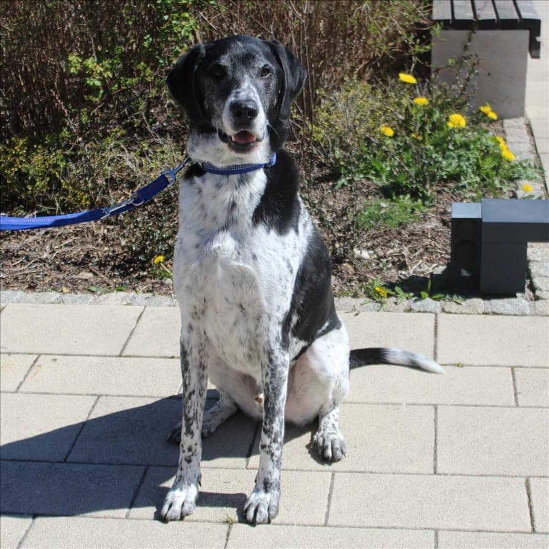 BASTI - Hund zur Adoption aus Tierheim München