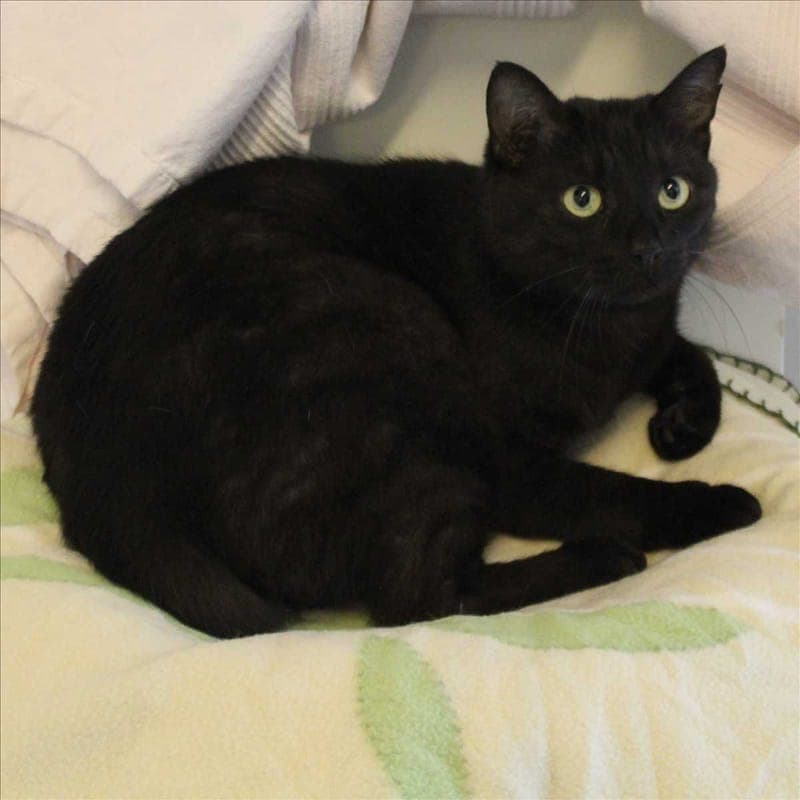 BATMAN - Katze zur Adoption aus Tierheim München