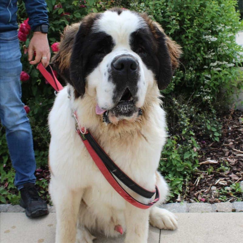 BEETHOVEN - Hund zur Adoption aus Tierheim München