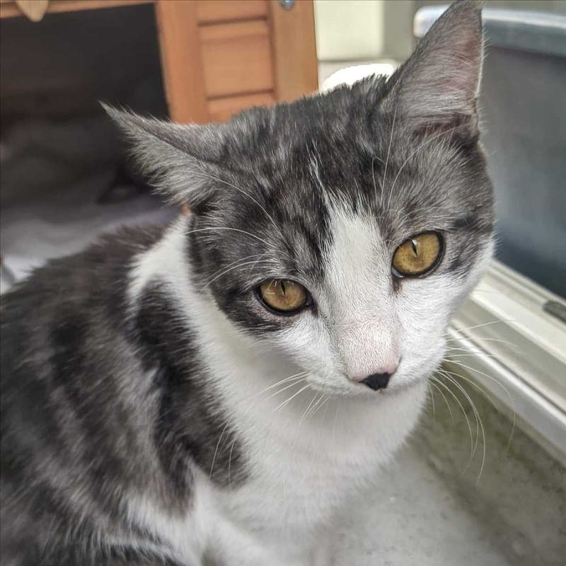 BERNIE - Katze zur Adoption aus Tierheim München