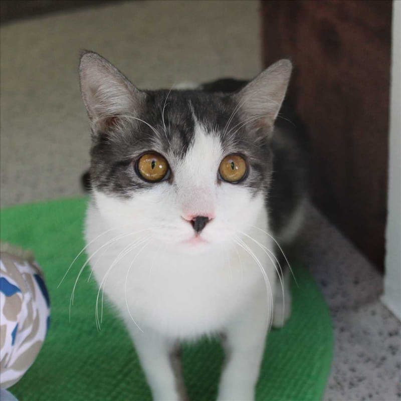 BERNIE - Katze zur Adoption aus Tierheim München