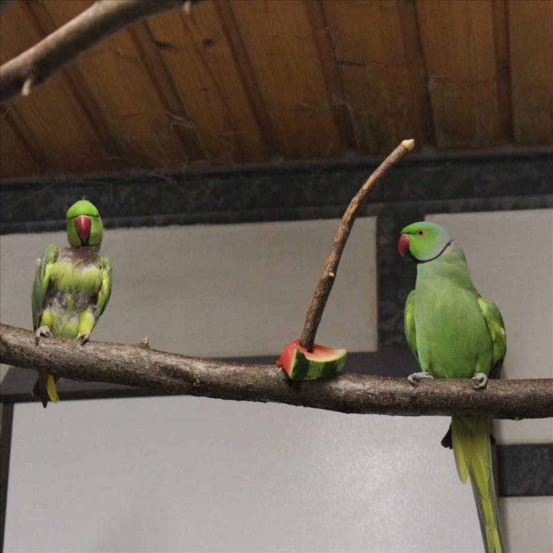 BINGO - Vogel zur Adoption aus Tierheim München