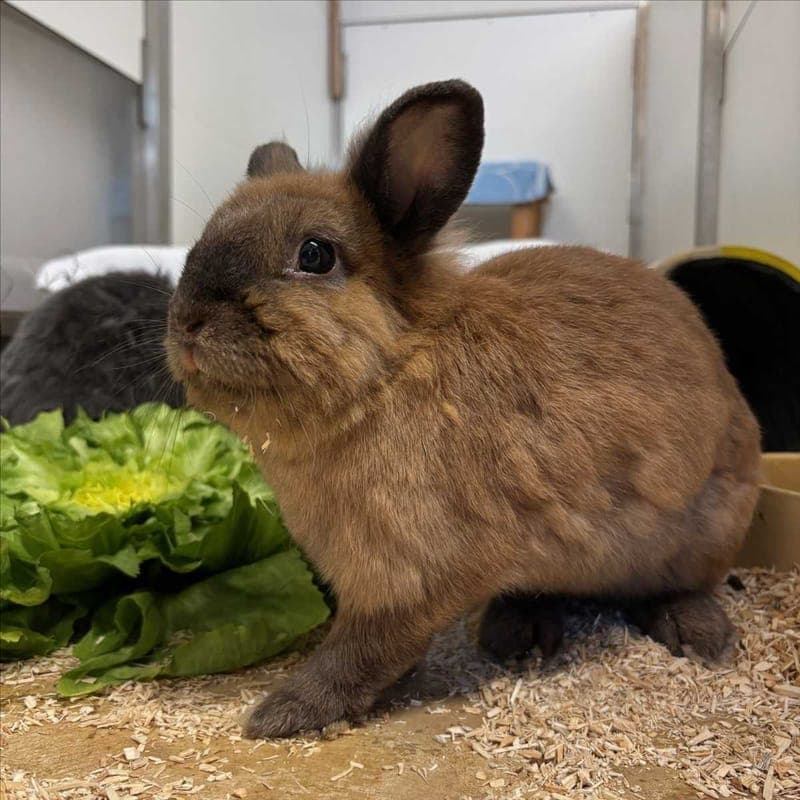 BONITA - Kleintier zur Adoption aus Tierheim München
