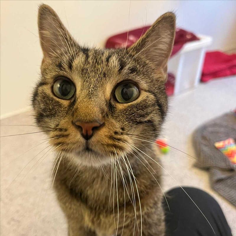 BRAUNIE - Katze zur Adoption aus Tierheim München