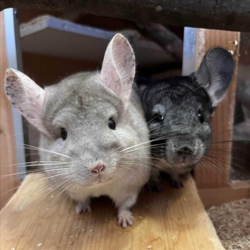 BUZZ - Kleintier zur Adoption aus Tierheim München
