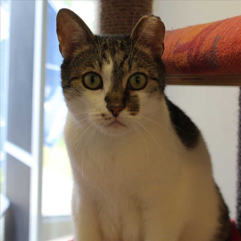 CALZIFER - Katze zur Adoption aus Tierheim München