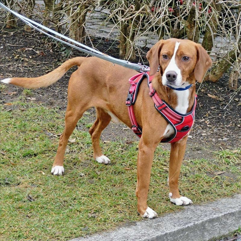 CAP - Hund zur Adoption aus Tierheim München
