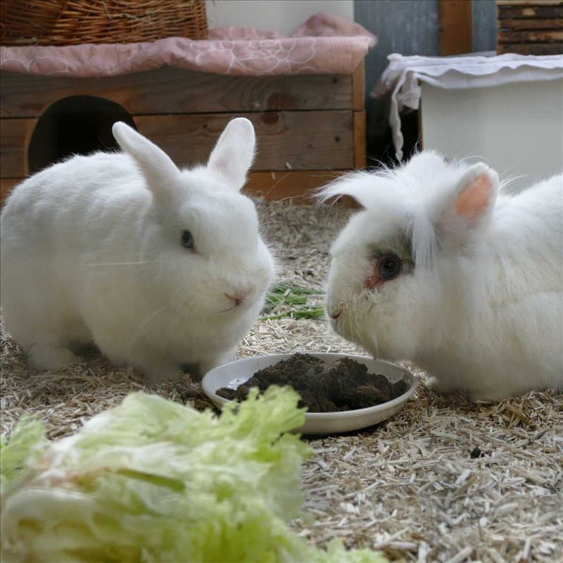 CAPTAIN HOOK - Kleintier zur Adoption aus Tierheim München