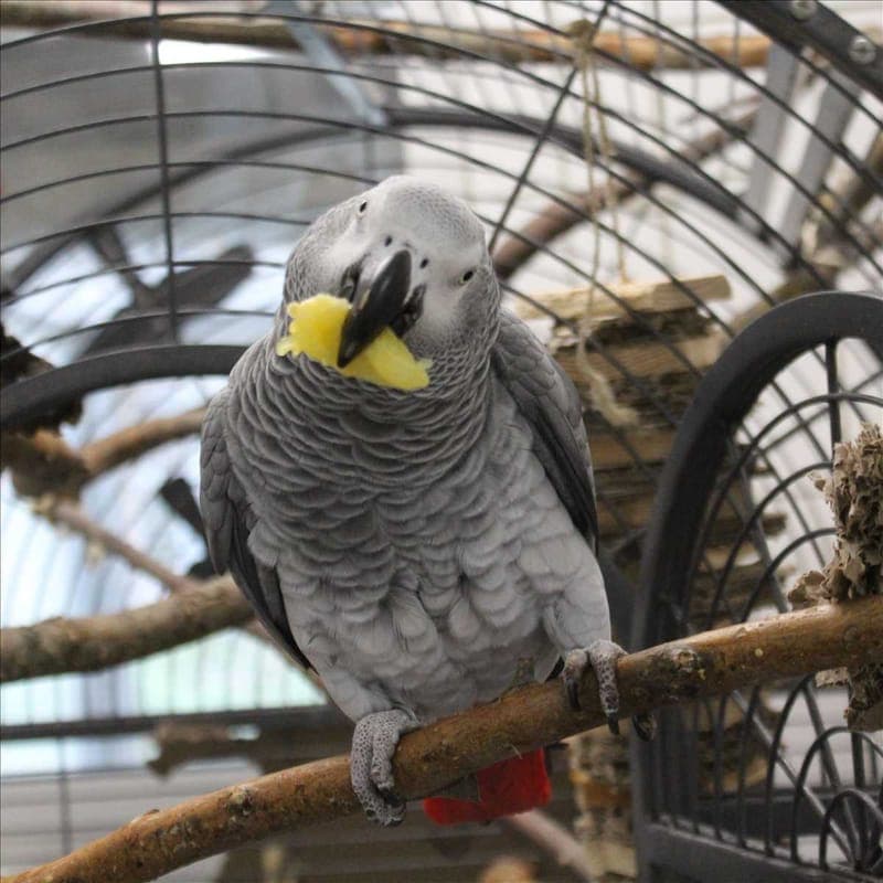 CAPTAIN HURLEY - Vogel zur Adoption aus Tierheim München