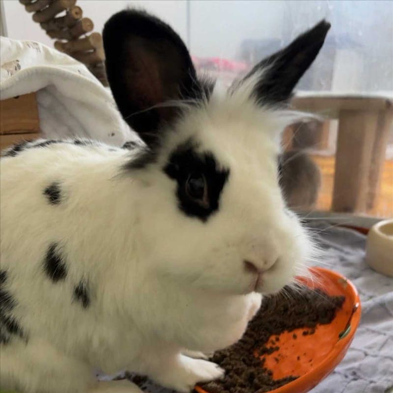CARLO - Kleintier zur Adoption aus Tierheim München