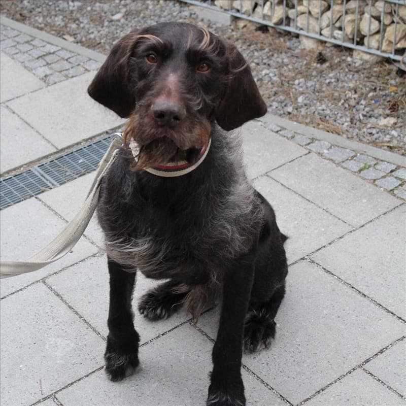 CARUSO - Hund zur Adoption aus Tierheim München