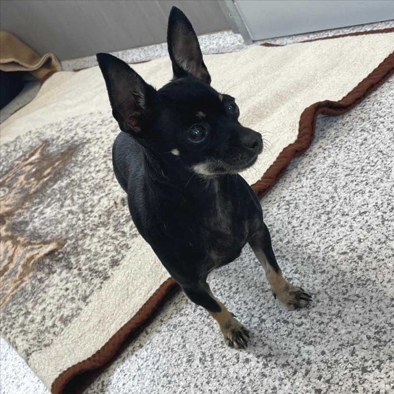 CHANTAL - Hund zur Adoption aus Tierheim München