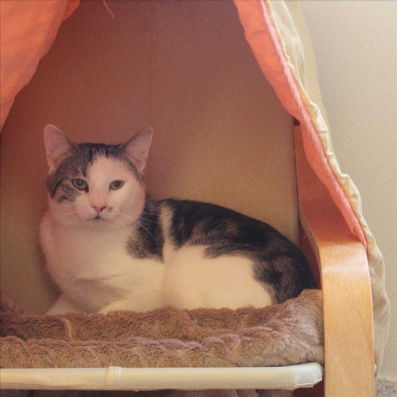 CHARLY - Katze zur Adoption aus Tierheim München