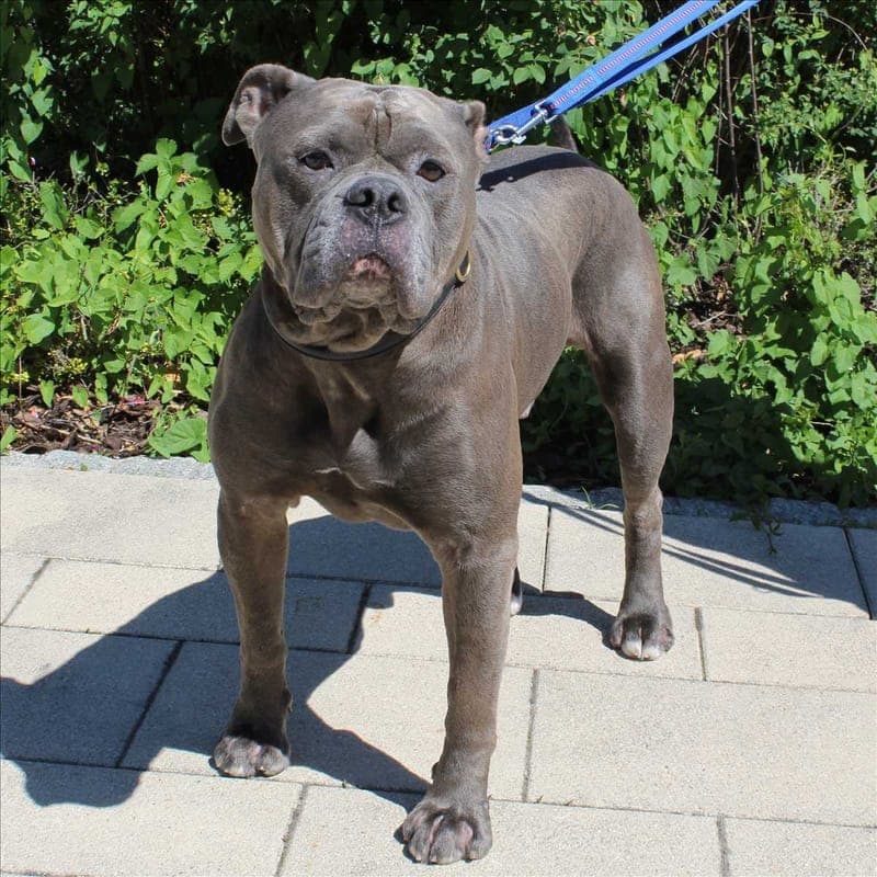 CHARLY - Hund zur Adoption aus Tierheim München