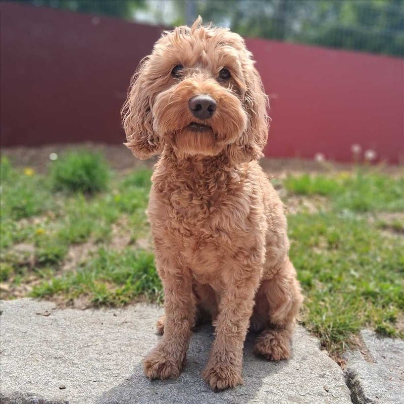 CHICO - Hund zur Adoption aus Tierheim München