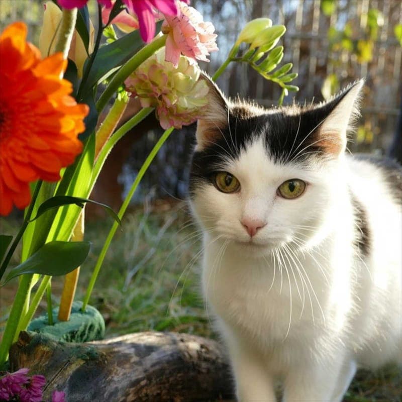 CHURRI - Katze zur Adoption aus Tierheim München