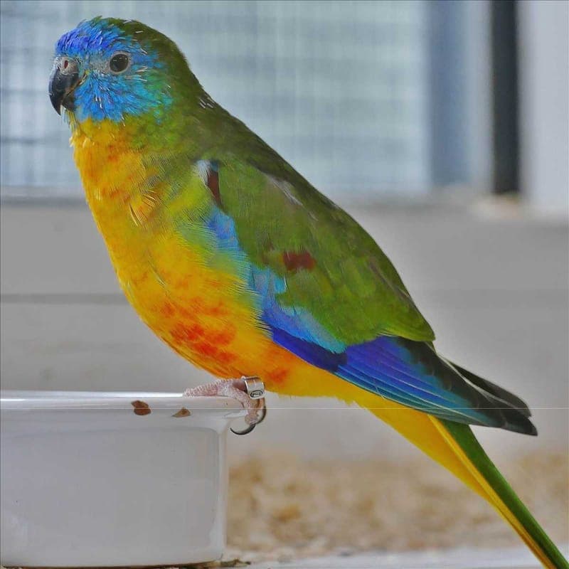 CLOUDY - Vogel zur Adoption aus Tierheim München