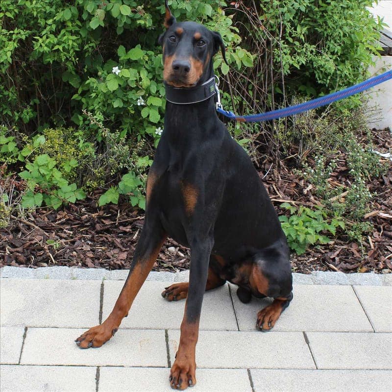 CONAN - Hund zur Adoption aus Tierheim München