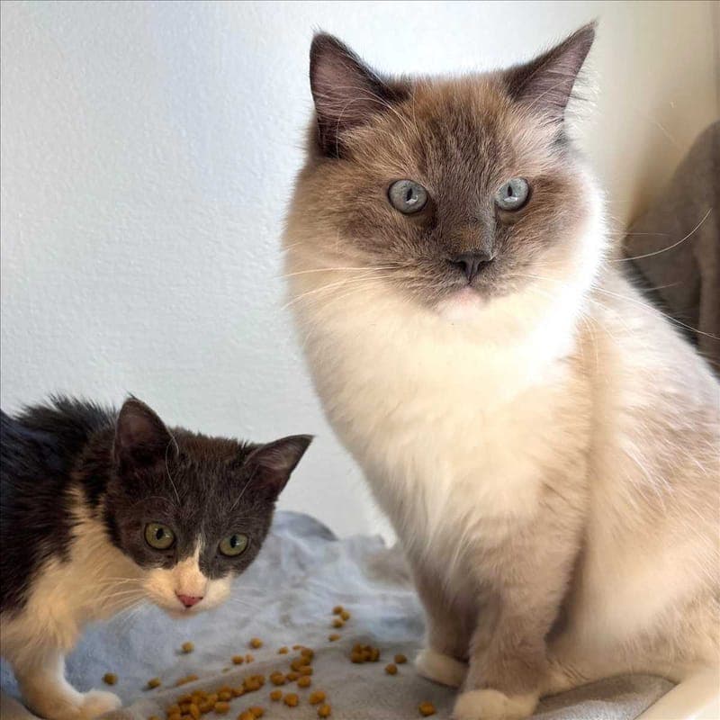 CONSTANTIN CHRISTOMANOS - Katze zur Adoption aus Tierheim München