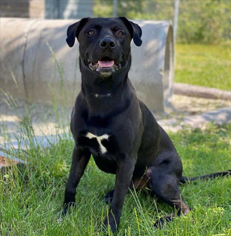 CORLEONE - Hund zur Adoption aus Tierheim München
