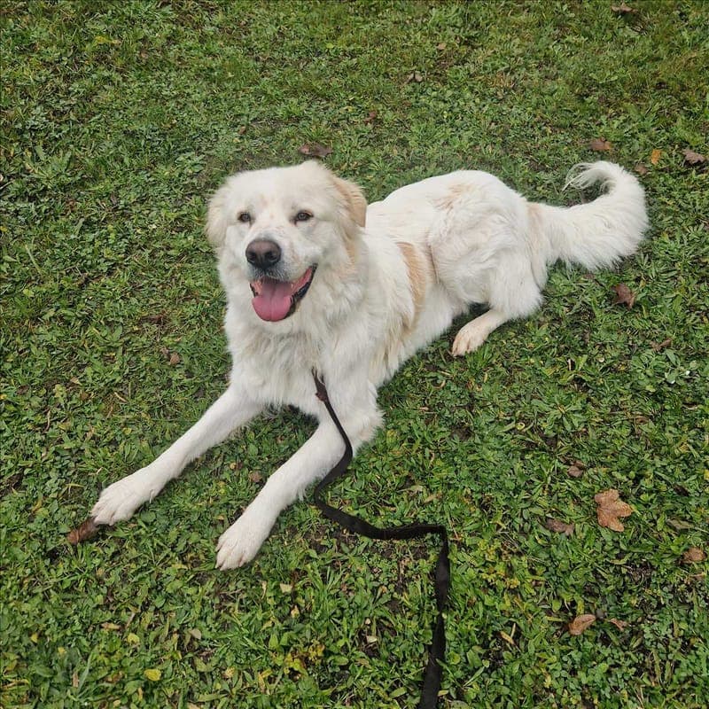 DINO - Hund zur Adoption aus Tierheim München