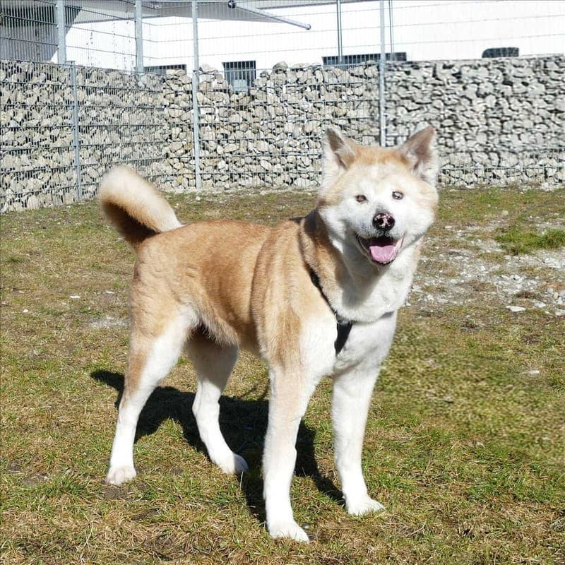 DIVA - Hund zur Adoption aus Tierheim München