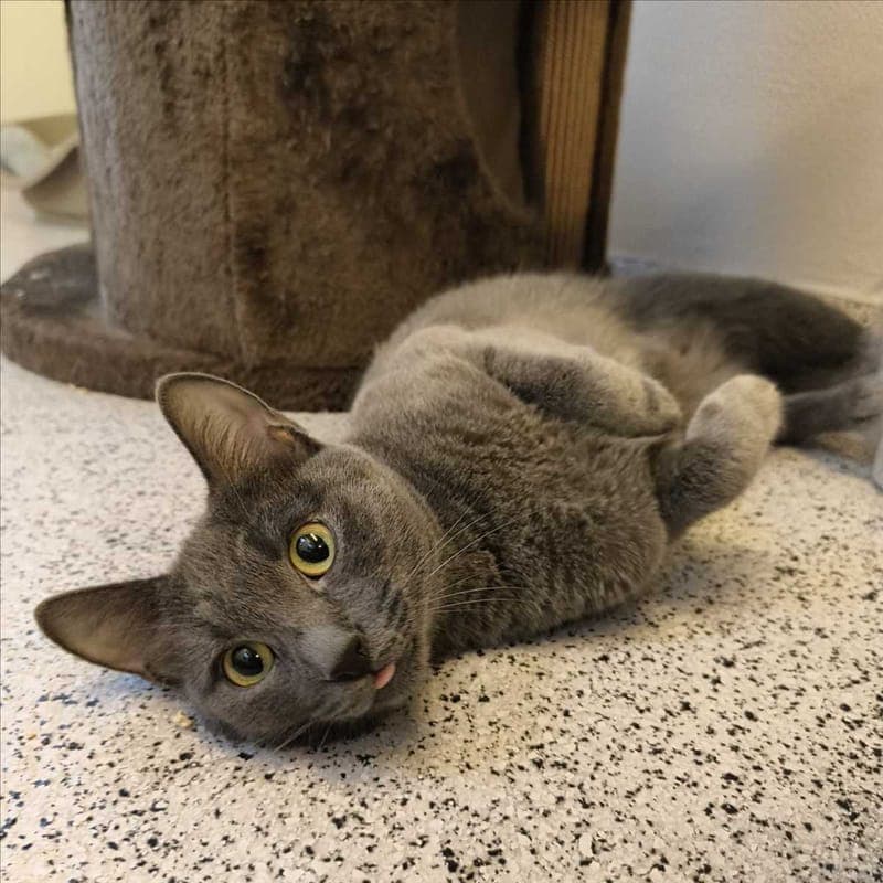 DULCINEA - Katze zur Adoption aus Tierheim München