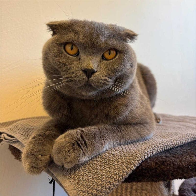 DUMAN - Katze zur Adoption aus Tierheim München
