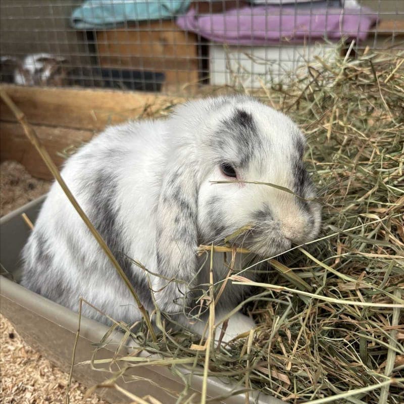 DUMBO - Kleintier zur Adoption aus Tierheim München