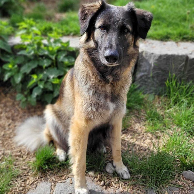 ELA - Hund zur Adoption aus Tierheim München