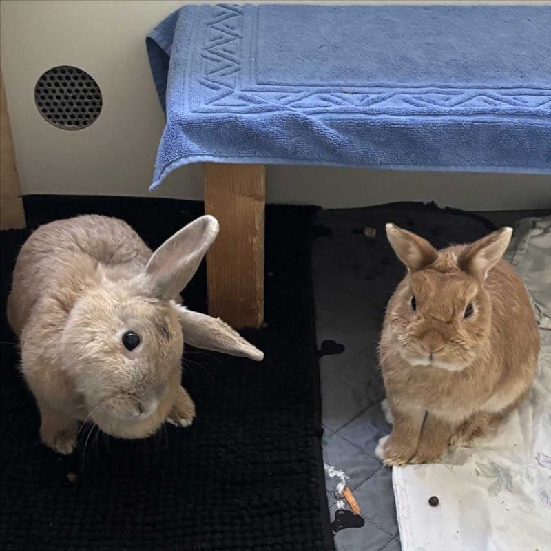 ELISABETH - Kleintier zur Adoption aus Tierheim München