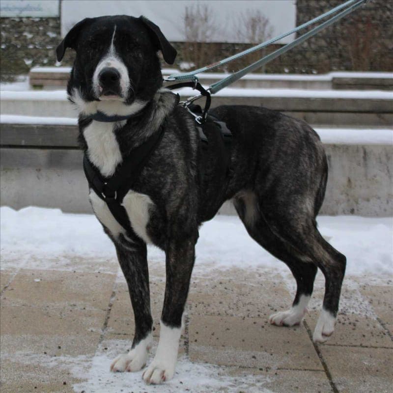 EMMA - Hund zur Adoption aus Tierheim München