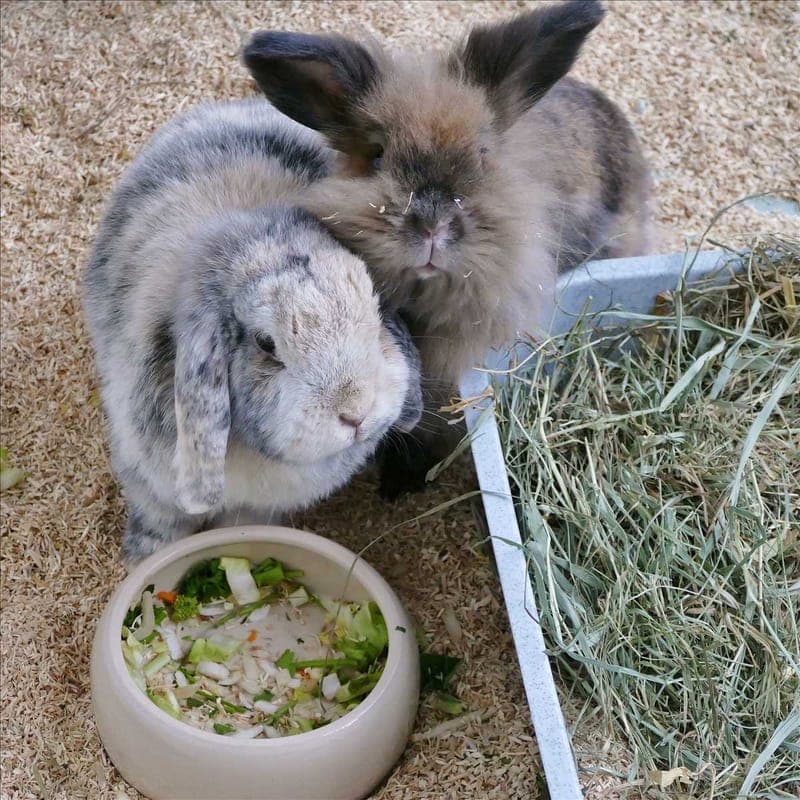 EMMA - Kleintier zur Adoption aus Tierheim München