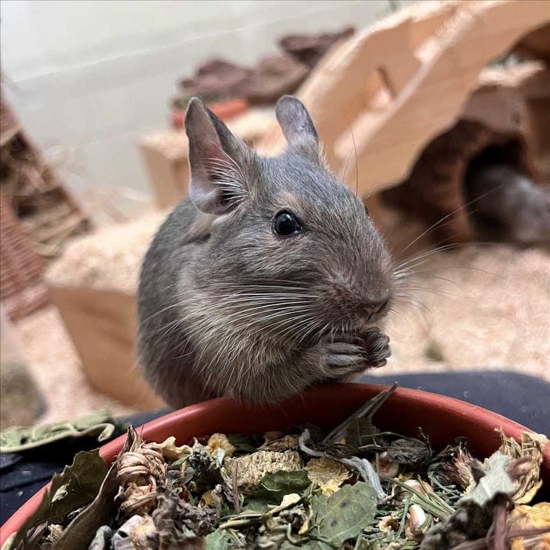 ERBSE - Kleintier zur Adoption aus Tierheim München