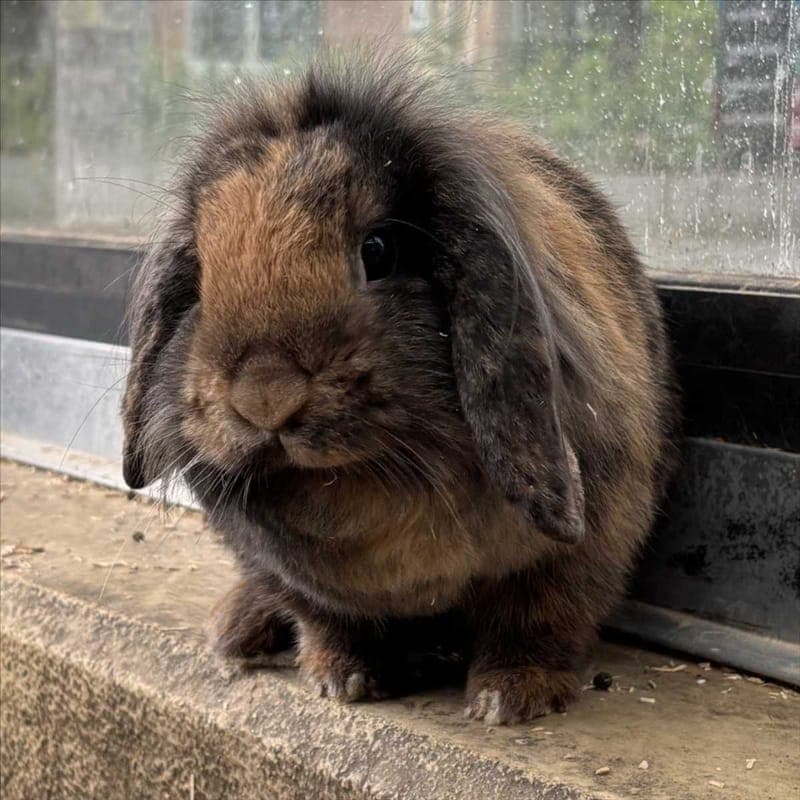 FANTA - Kleintier zur Adoption aus Tierheim München