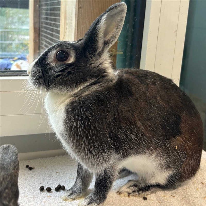 FINCHA - Kleintier zur Adoption aus Tierheim München