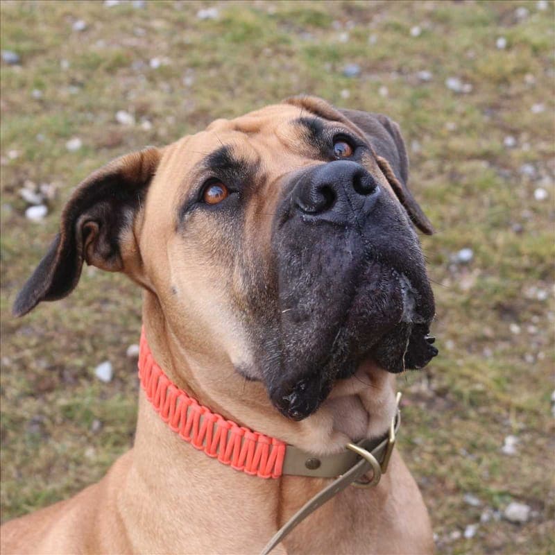 FINJA - Hund zur Adoption aus Tierheim München