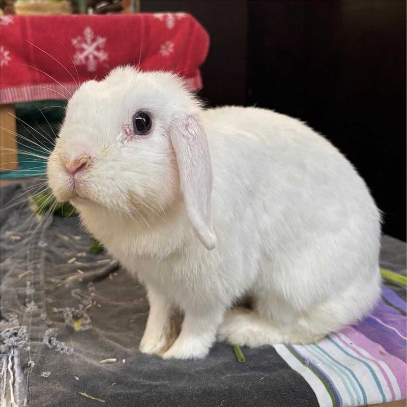 FLORA - Kleintier zur Adoption aus Tierheim München