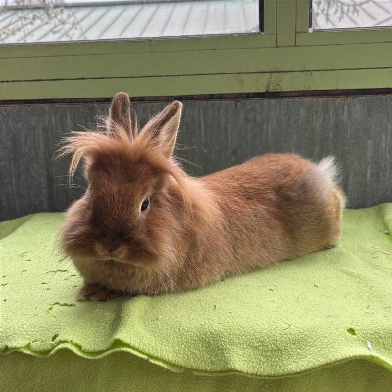 FOXY - Kleintier zur Adoption aus Tierheim München