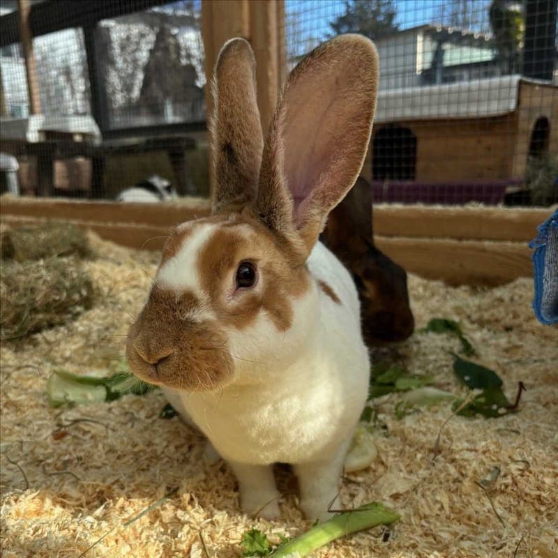 FRAU HOPPEL - Kleintier zur Adoption aus Tierheim München
