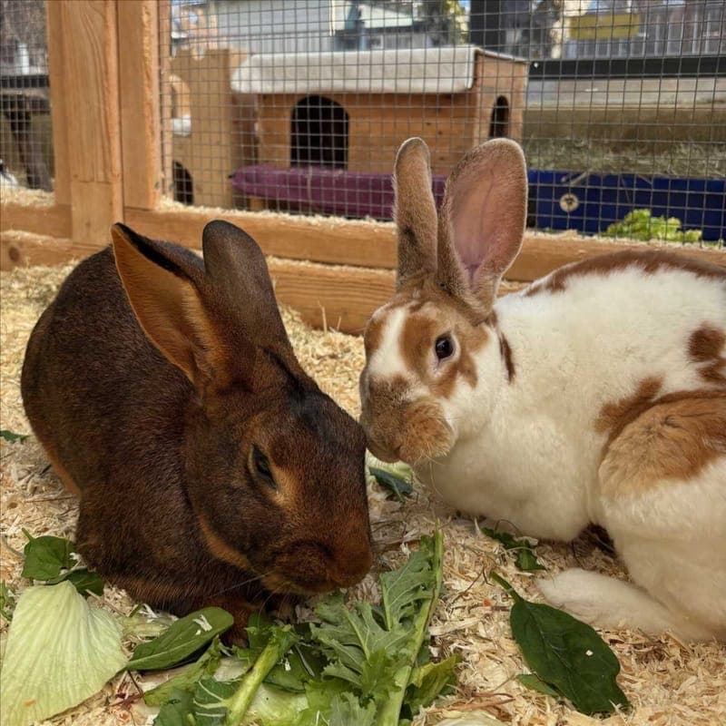 FRAU HOPPEL - Kleintier zur Adoption aus Tierheim München