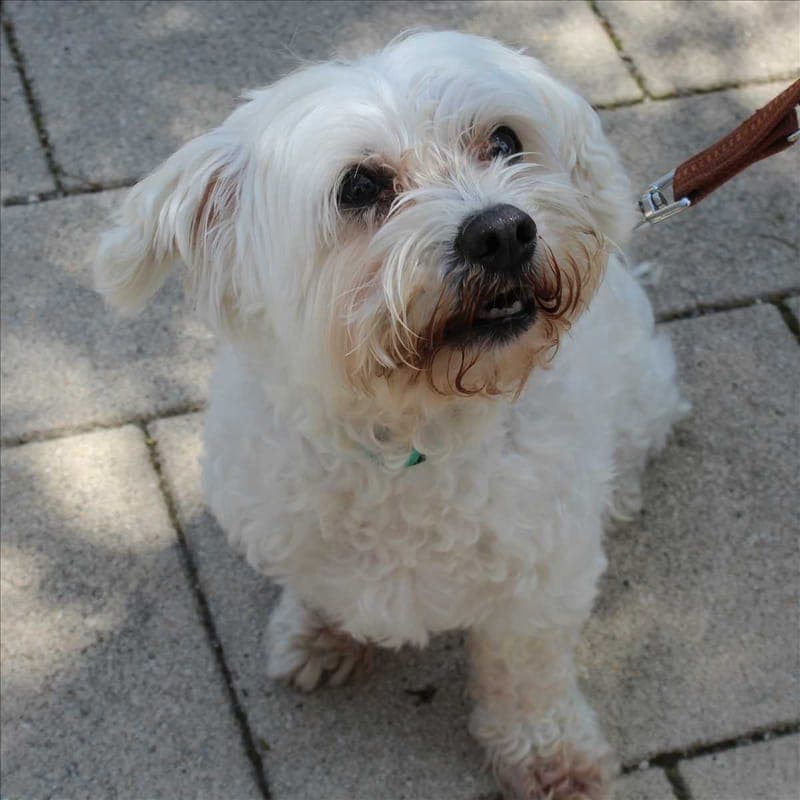 FRITZI - Hund zur Adoption aus Tierheim München