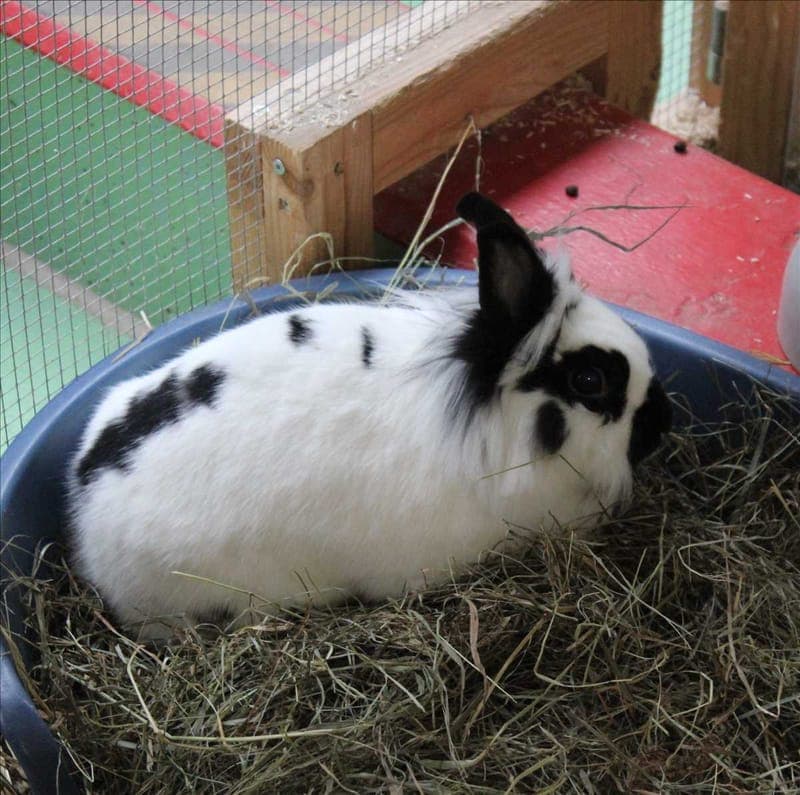 GINI - Kleintier zur Adoption aus Tierheim München