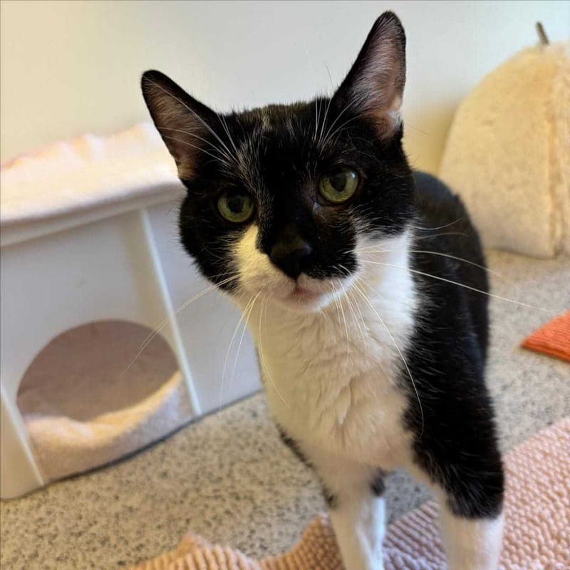 GIZMO - Katze zur Adoption aus Tierheim München
