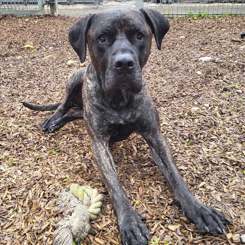 EL GIRO - Hund zur Adoption aus Gnadenhof Kirchasch