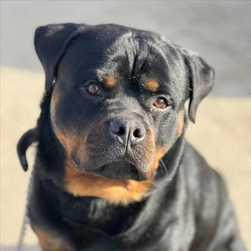 JUMPER - Hund zur Adoption aus Gnadenhof Kirchasch