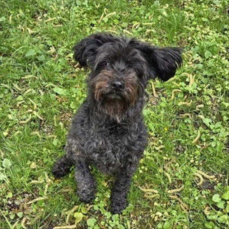 LILI - Hund zur Adoption aus Gnadenhof Kirchasch