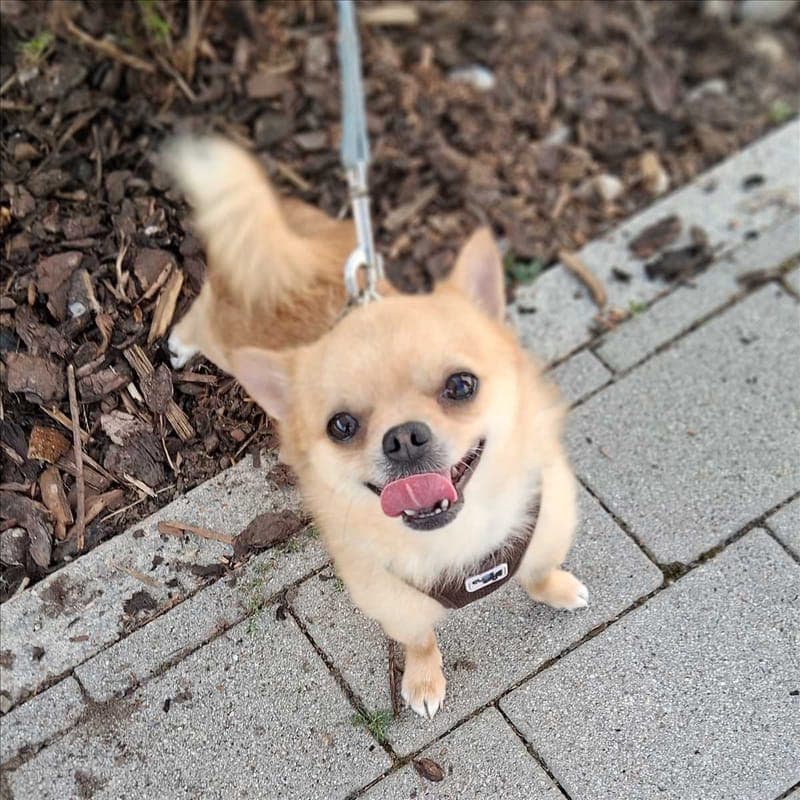 GOLLUM - Hund zur Adoption aus Tierheim München